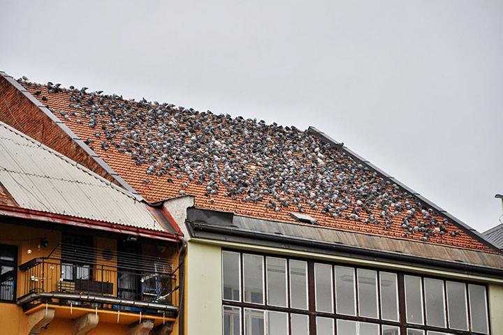A2B Pest Control are able to install spikes to deter birds from roofs in Thorne. 