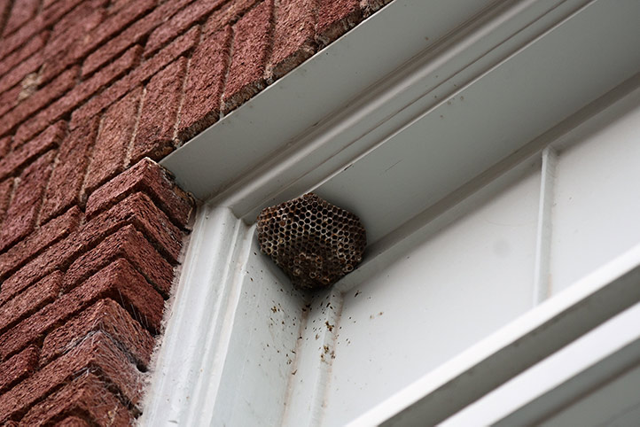 We provide a wasp nest removal service for domestic and commercial properties in Thorne.